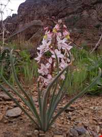 کوه الوند گلپایگان