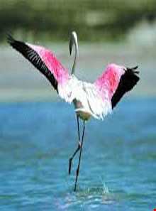 تالاب کانی برازان