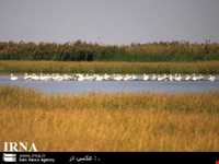 Ghopi Baba Ali wetland