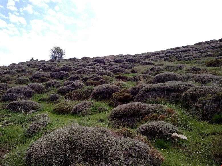 Sarany protected area