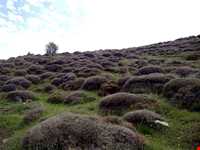 Sarany protected area