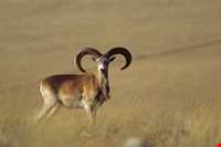 Sarany protected area