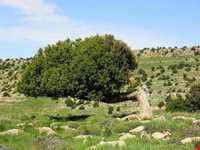 Sarany protected area