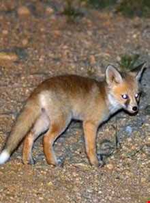 منطقه حفاظت شده بهرام گور