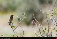 Bahram-e Goor protected area