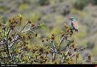 Bahram-e Goor protected area