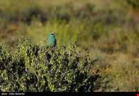 Bahram-e Goor protected area