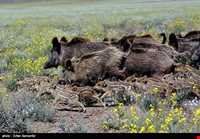 Bahram-e Goor protected area