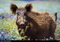 Bahram-e Goor protected area