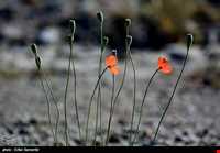 Bahram-e Goor protected area