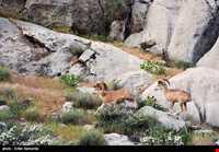 Bahram-e Goor protected area