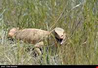Bahram-e Goor protected area