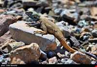 Bahram-e Goor protected area