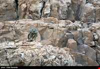 Bahram-e Goor protected area