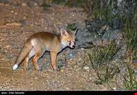 Bahram-e Goor protected area