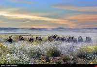 Bahram-e Goor protected area