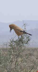 منطقه حفاظت شده عباس آباد