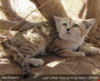 Abas Abad Protected Area