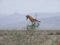 Abas Abad Protected Area