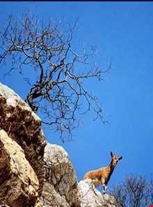 منطقه حفاظت شده کهیاز