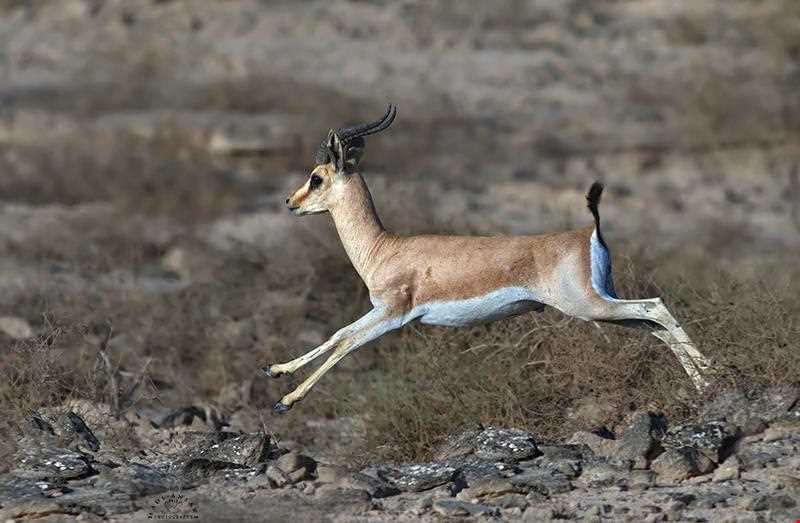 منطقه حفاظت شده خارو