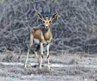 منطقه حفاظت شده خارو