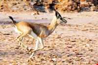 منطقه حفاظت شده خارو