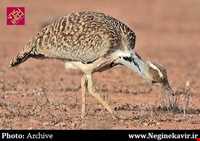 منطقه حفاظت شده خارو