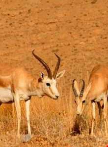 پارک ملی قمیشلو