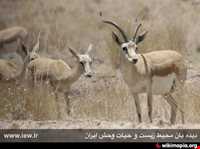 Ghamishlou National Park