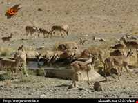 Ghamishlou National Park
