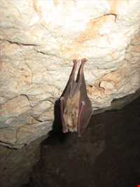 Beton cave ( ezhdeha cave )