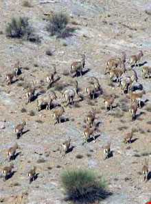 منطقه شکار ممنوع عباس آباد