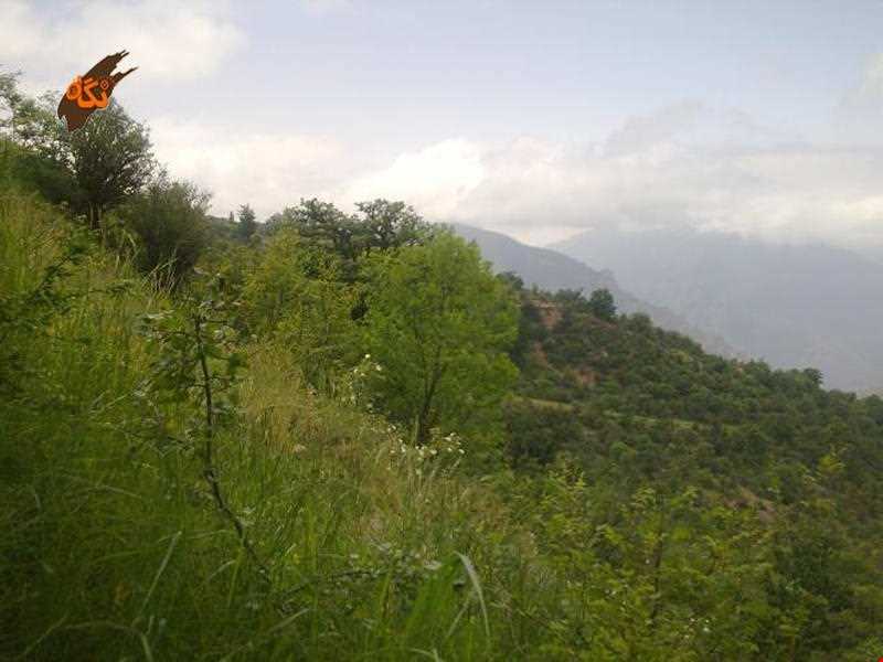 Roudbarak forest