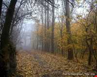 ییلاق طرقبه