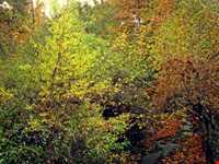 ییلاق طرقبه