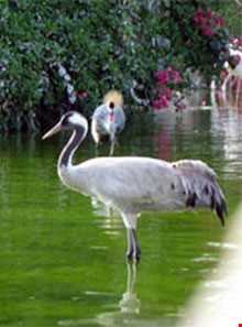 باغ پرندگان شیراز