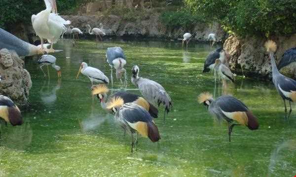Birde garden of shiraz
