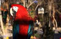 Birde garden of shiraz