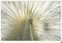 Birde garden of shiraz