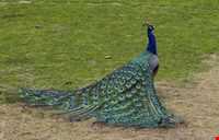 Birde garden of shiraz