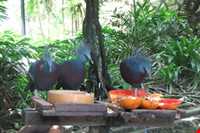 Birde garden of shiraz