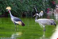 Birde garden of shiraz