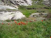 Haft hooz natural garden pond