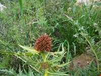 Haft hooz natural garden pond