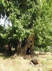 روستای قلعه سرد