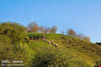 جنگل میرآباد