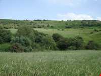 جنگل میرآباد