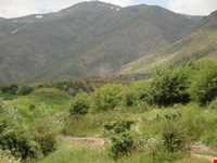 جنگل میرآباد