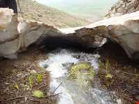 جنگل میرآباد